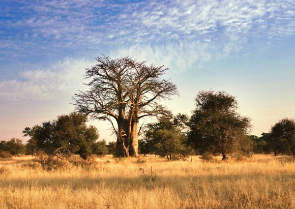 Парк Крюгера баобаб