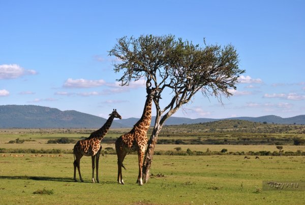 Кения, заповедник Масаи-Мара