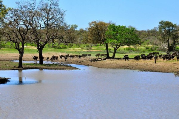 Национальный парк Крюгер (Kruger National Park)