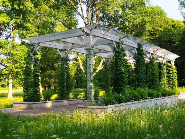 Хмелевая беседка парк Александрия