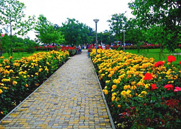 Парк, Ореховая роща, город Анапа.