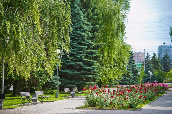 Парк Волгоград деревья