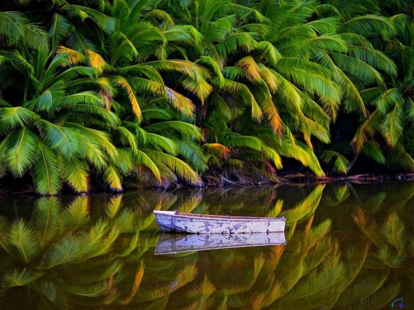 Тропический пейзаж