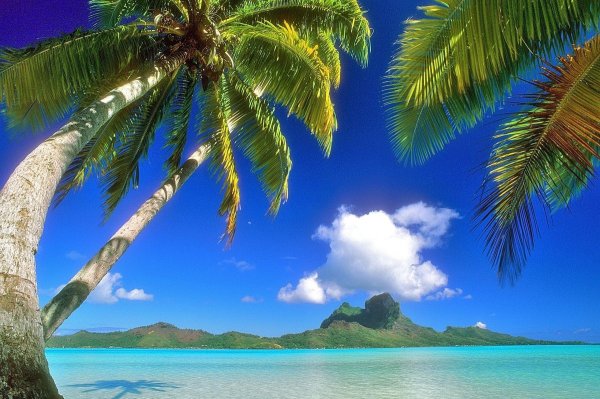 Пляж с пальмами