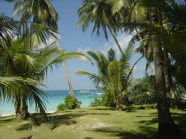 Пальмы и океан