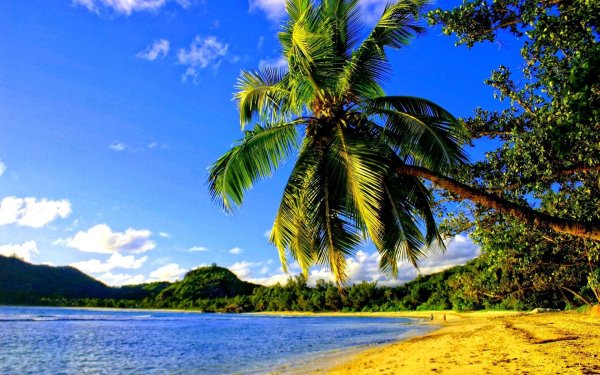 Море пляж пальмы красота