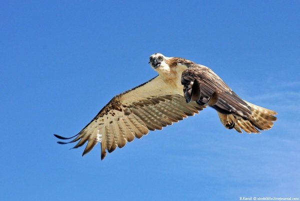 Национальный парк «Хвалынский» животнеы