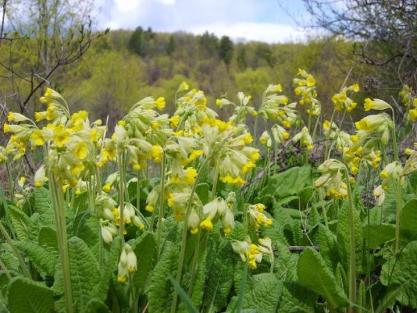 Хвалынский национальный парк Флора