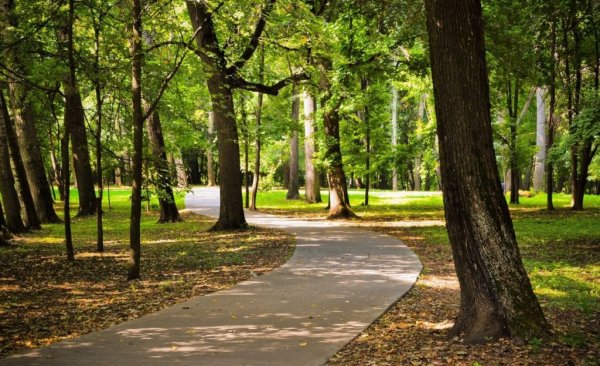 Ахлебиновская роща (Южный парк)