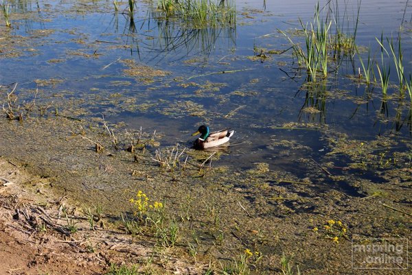 Святое озеро Могилев