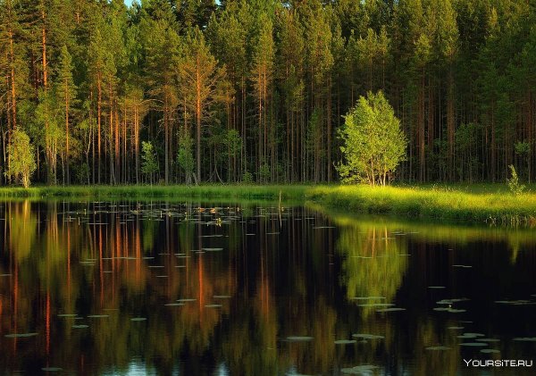 Природа карельского перешейка