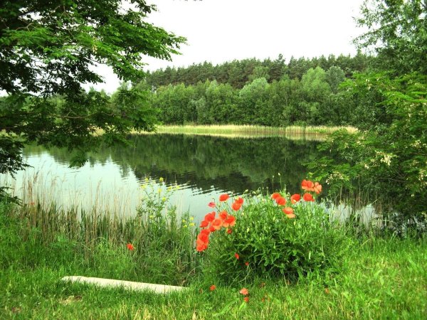 Лесной берег Долбенкино
