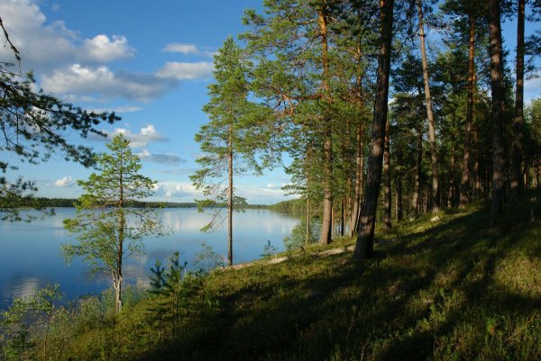 Сосновый лес и озеро Карелия
