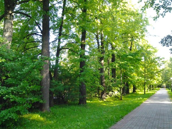 Череповец парк