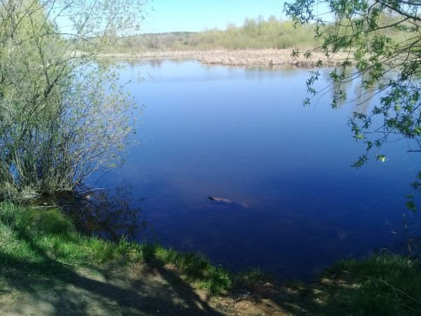 Озеро Лебяжье Тоцкий район