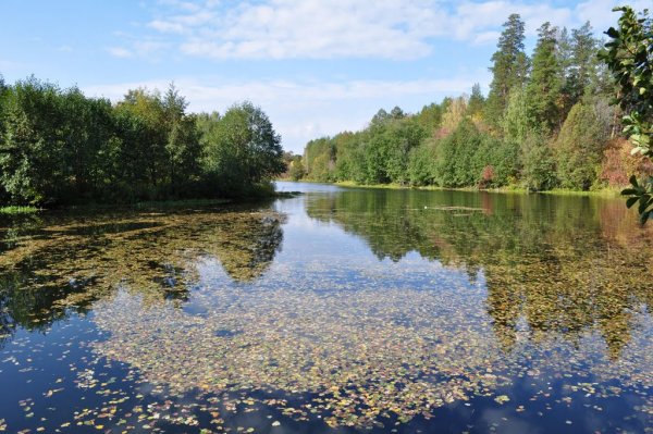 Озеро Студеное Бузулукский Бор