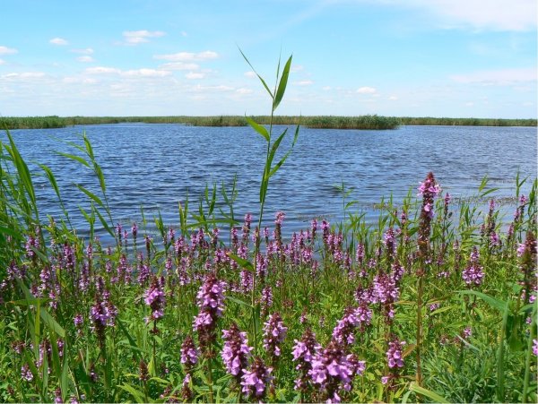 Озеро Шалкар ега Кара Оренбургской области