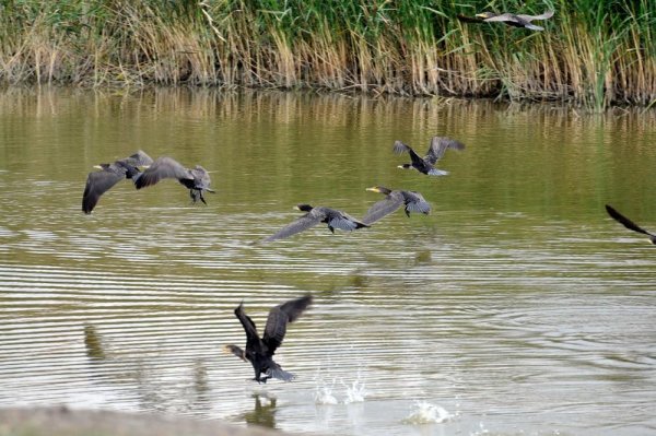 Светлинский биологический заказник
