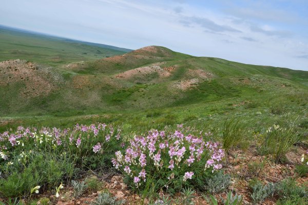 Андреевские шишки Саракташский район