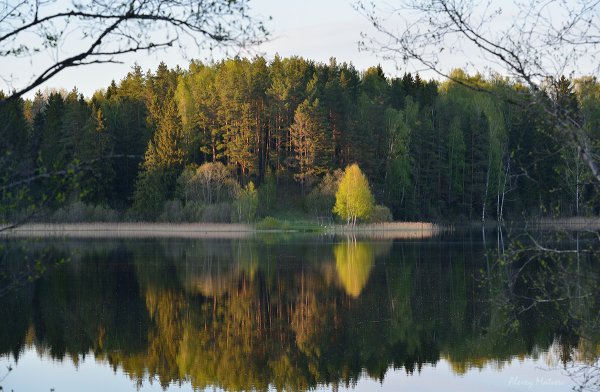 Лесные озера Псковской области
