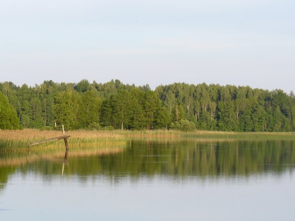 Лес озеро Псковская обл