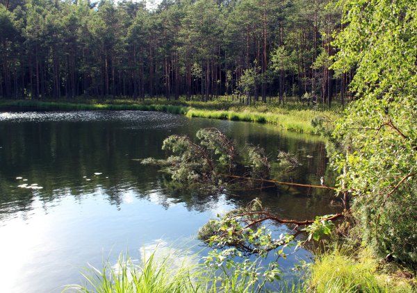 Оз Зеленец Себежский район