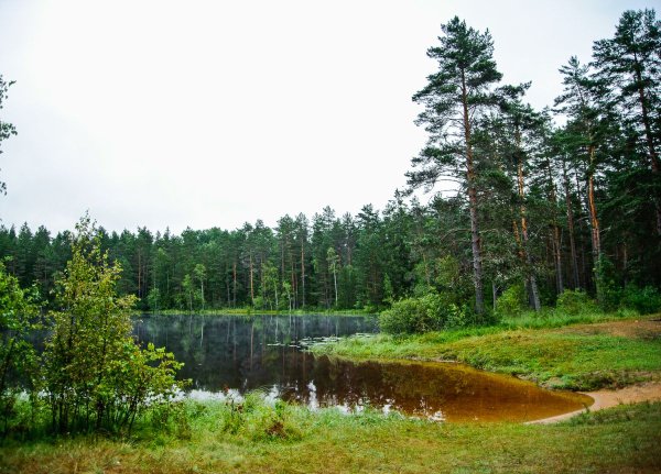 Озеро Елизаровское Псковская