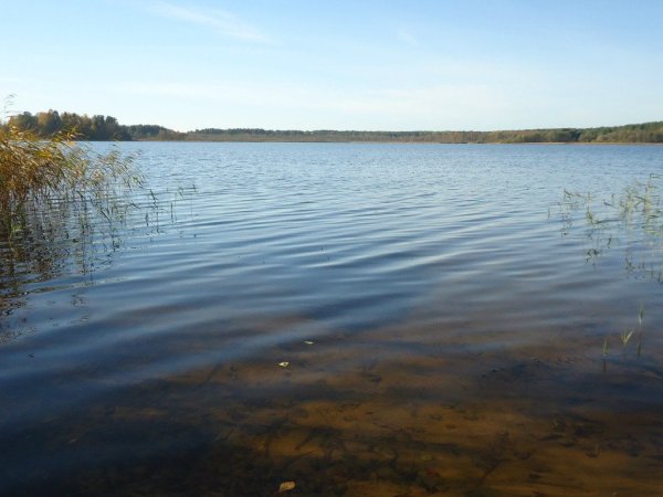 Озеро исцо Псковская область