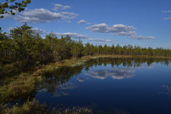 Озеро сохлое Маловишерский район