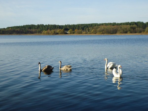 Белое озеро Идрица