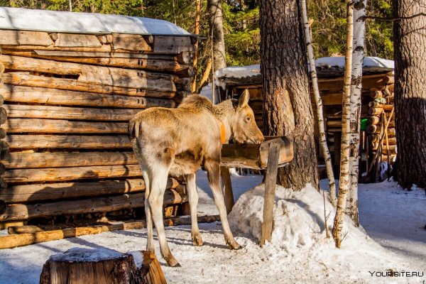 Зюраткуль национальный парк лоси