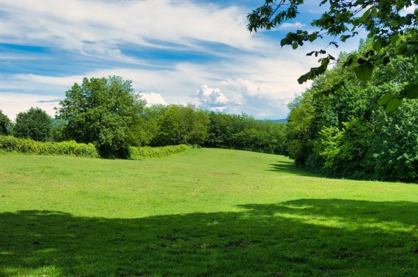 Лесная лужайка