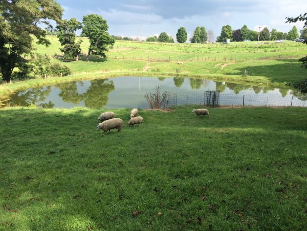 ЭКОФЕРМА пруд