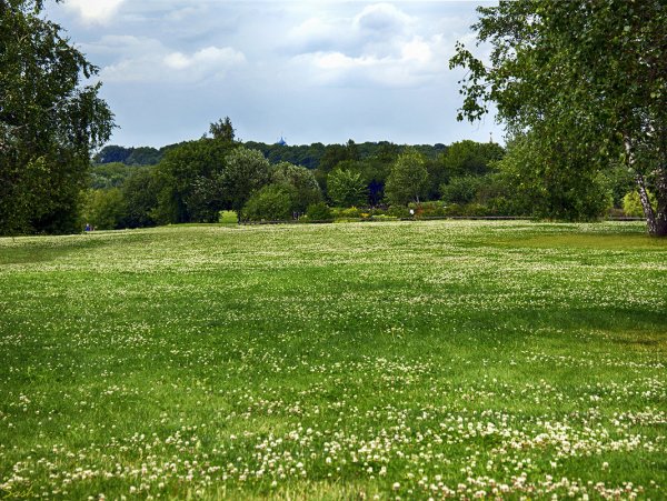 Большая Поляна в лесу
