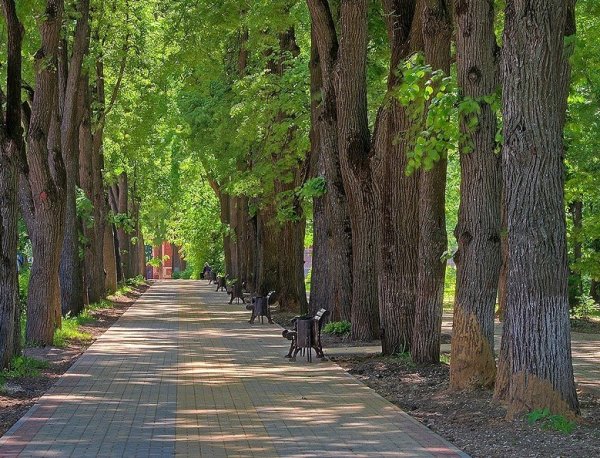 Сквер Золотая аллея Калуга