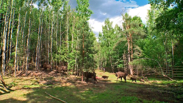 Нац. Парк Калужские Засеки