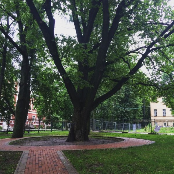 Калуга парк дуб