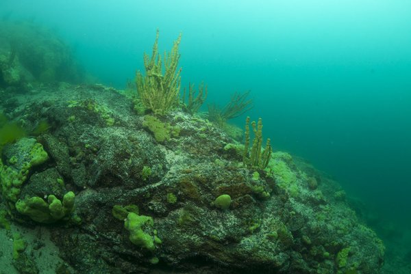 Manayunkia Baicalensis