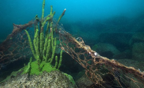 Водоросль спирогира на Байкале