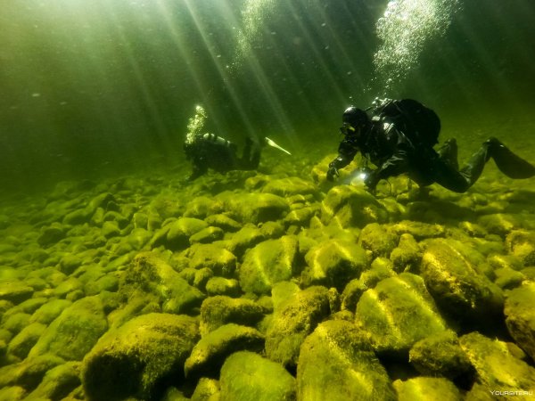 Лес мертвецов Телецкое озеро