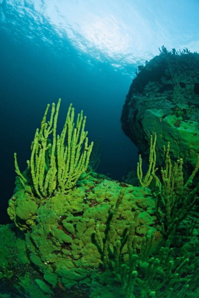 Синезеленые водоросли Байкала