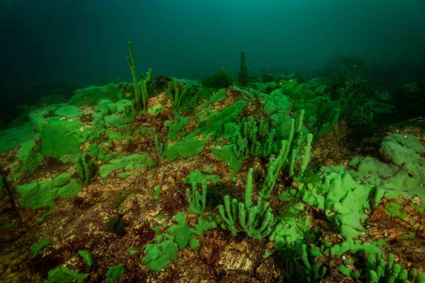 Бентос озера Байкал