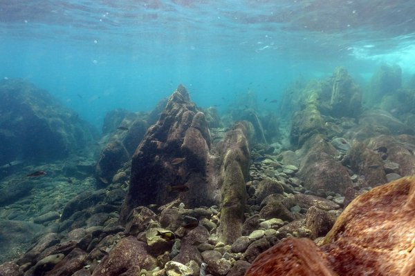 Биотоп озера Танганьика