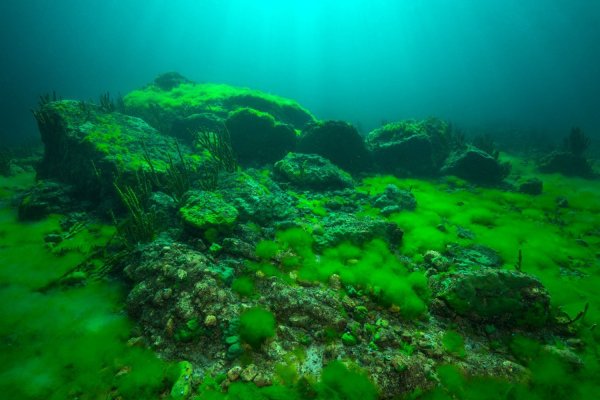 Дно озера Байкал