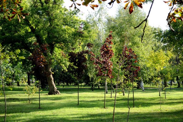 Лесопарк Белгород