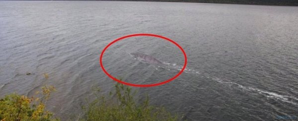 Озеро Лохнесс и Лохнесское чудовище