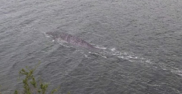 Несси Лохнесское чудовище 2021