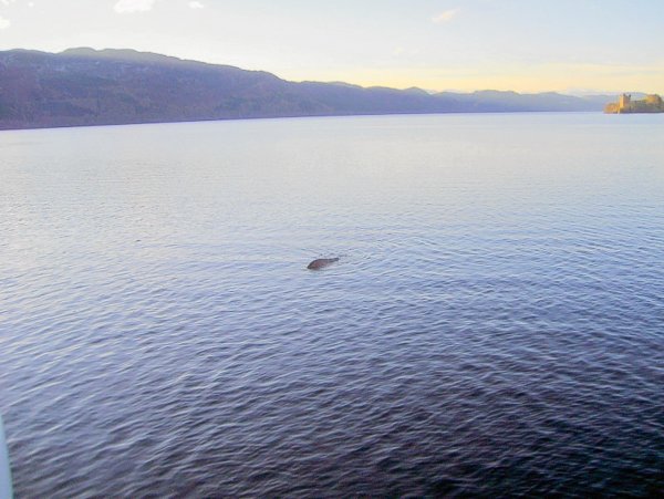 Рыбы озера Лохнесс