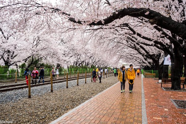 Чинхэ Южная Корея цветение Сакуры