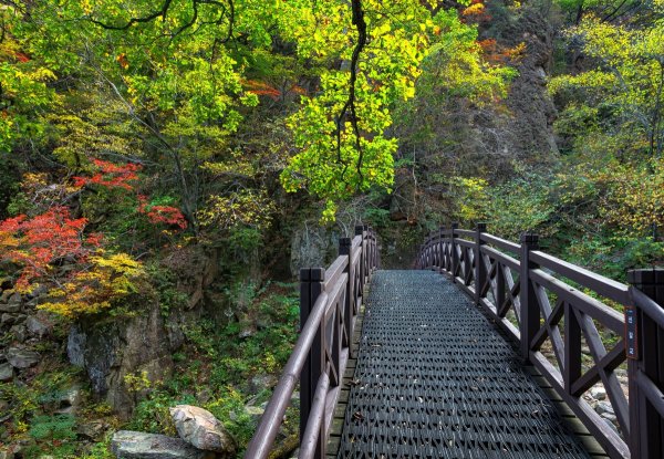 Сораксан (национальный парк) растения